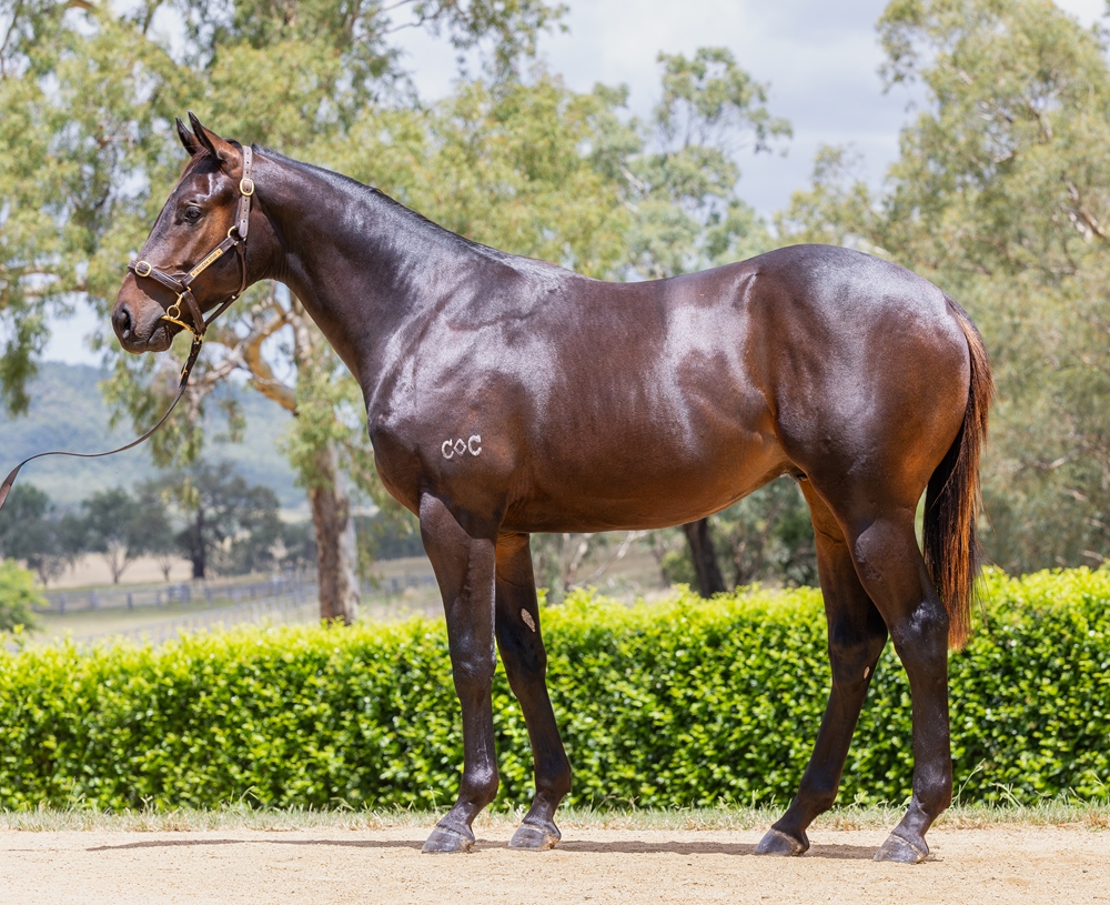 Encryption (AUS) / Shamardani (AUS) 2024 Colt - Image 1