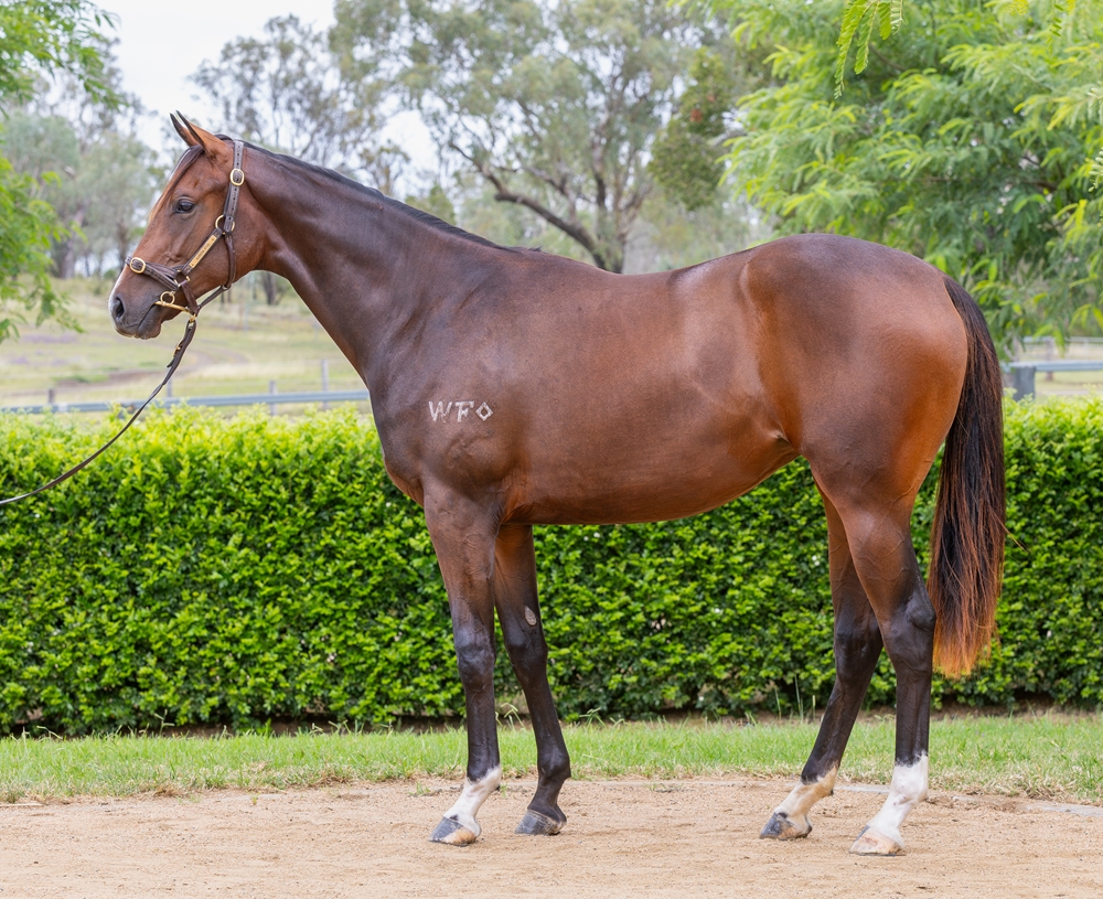 Spirit of Boom (AUS) / Elusive Meteor (AUS) 2024 Filly - Image 1