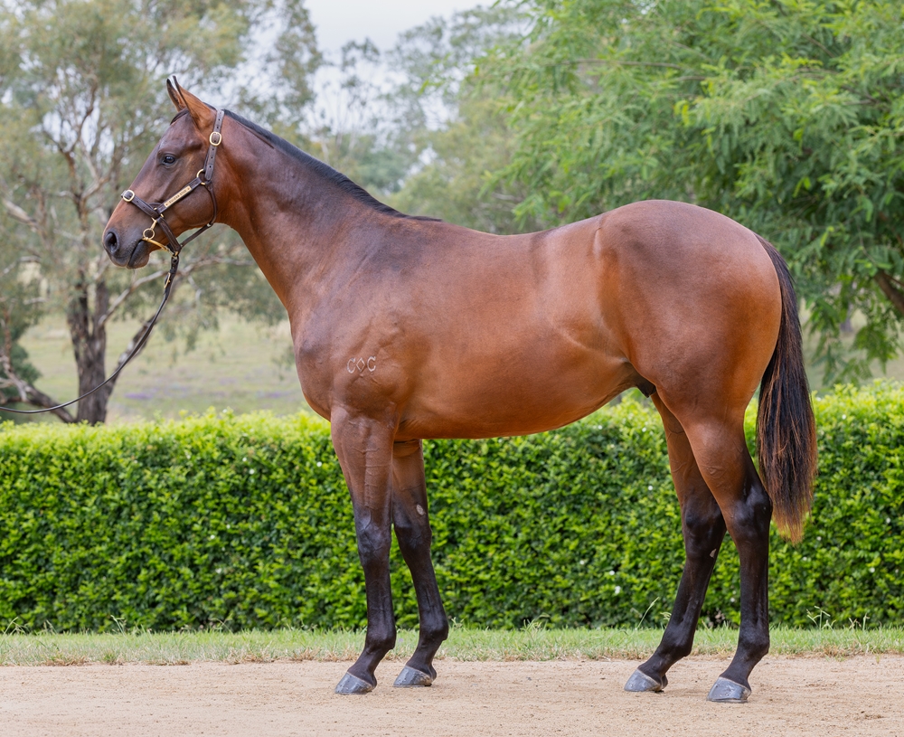 Jonker (AUS) / Got No Doubt (AUS) 2024 Colt - Image 1