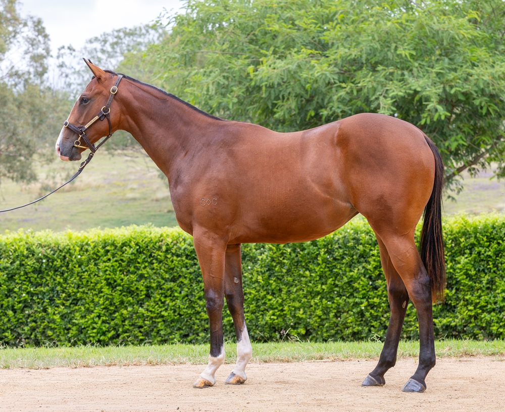 Spirit of Boom (AUS) / Express Air (AUS) 2024 Filly - Image 1