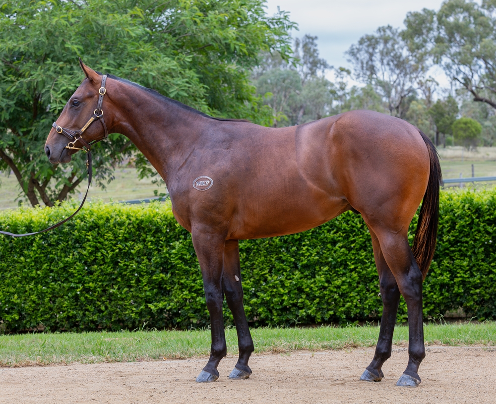 Spirit of Boom (AUS) / Pryce (AUS) 2024 Colt - Image 1