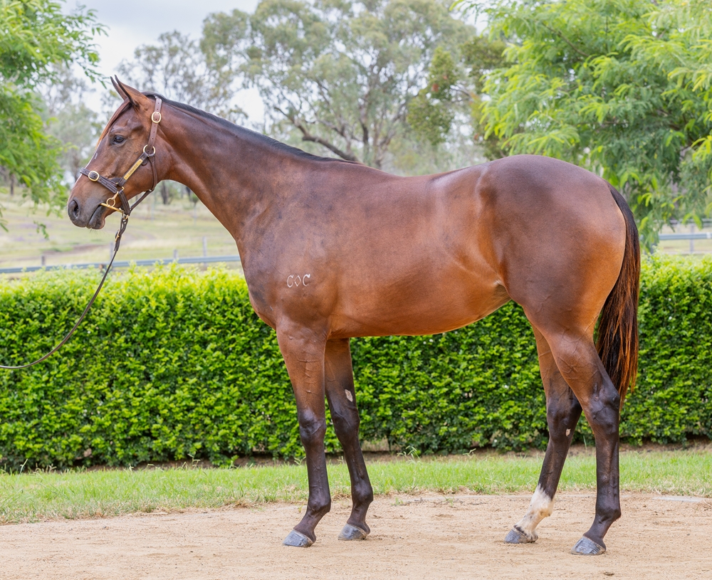 Better Than Ready (AUS) / Solera (AUS) 2024 Filly - Image 1