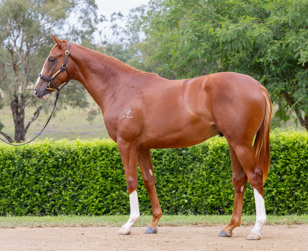 Top Ranked (IRE) / Sparkling Sound (AUS) 2024 Colt - Image 1