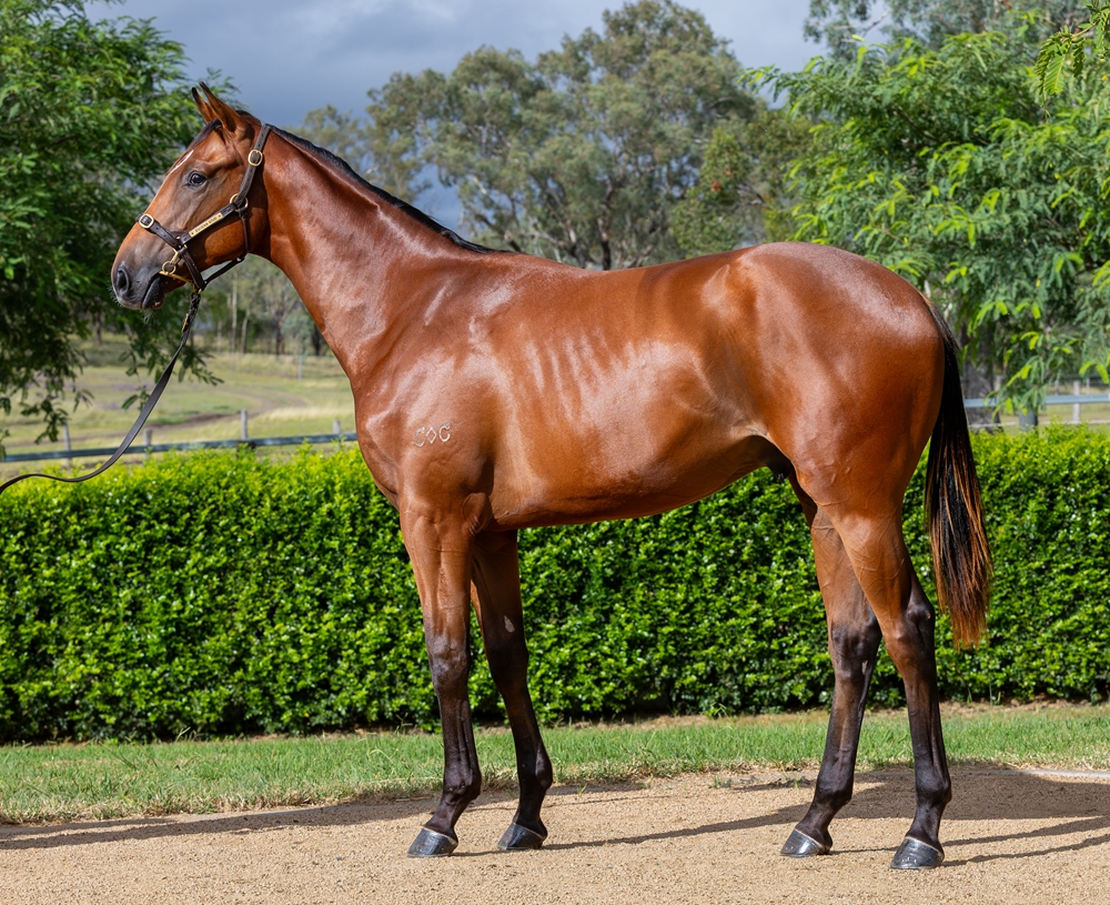 Spirit of Boom (AUS) / Te Amo (AUS) 2024 Colt - Image 1
