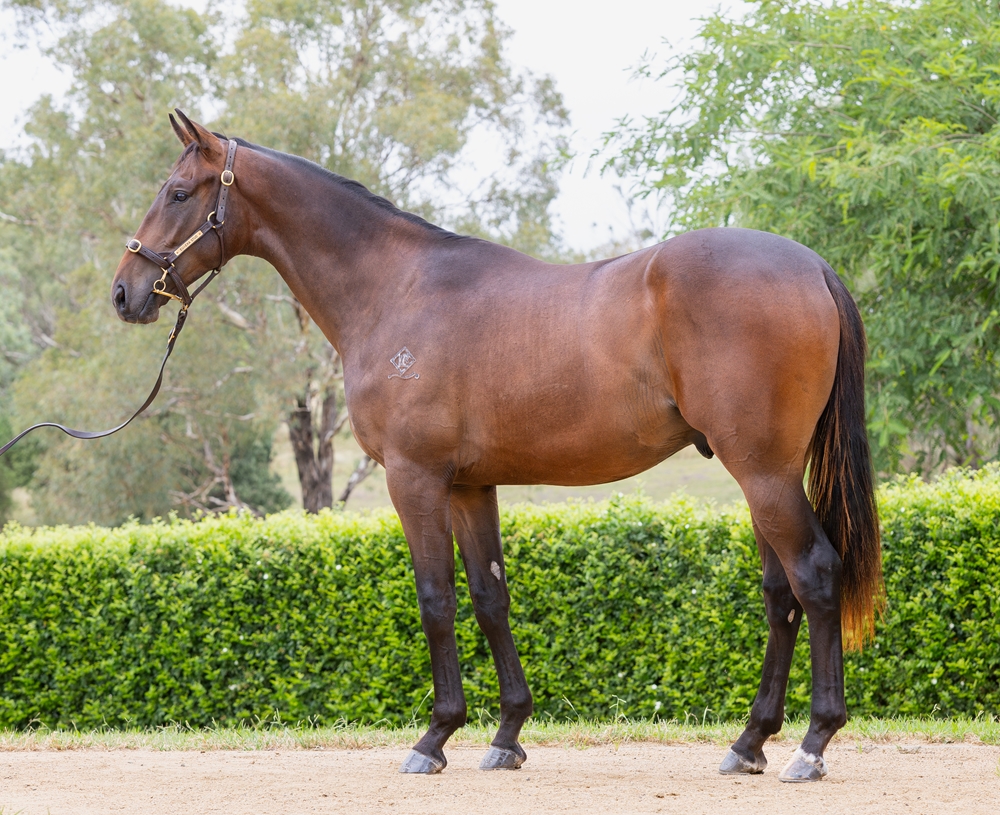 Better Than Ready (AUS) / Pearls 'n' Pimms (AUS) 2024 Colt - Image 1