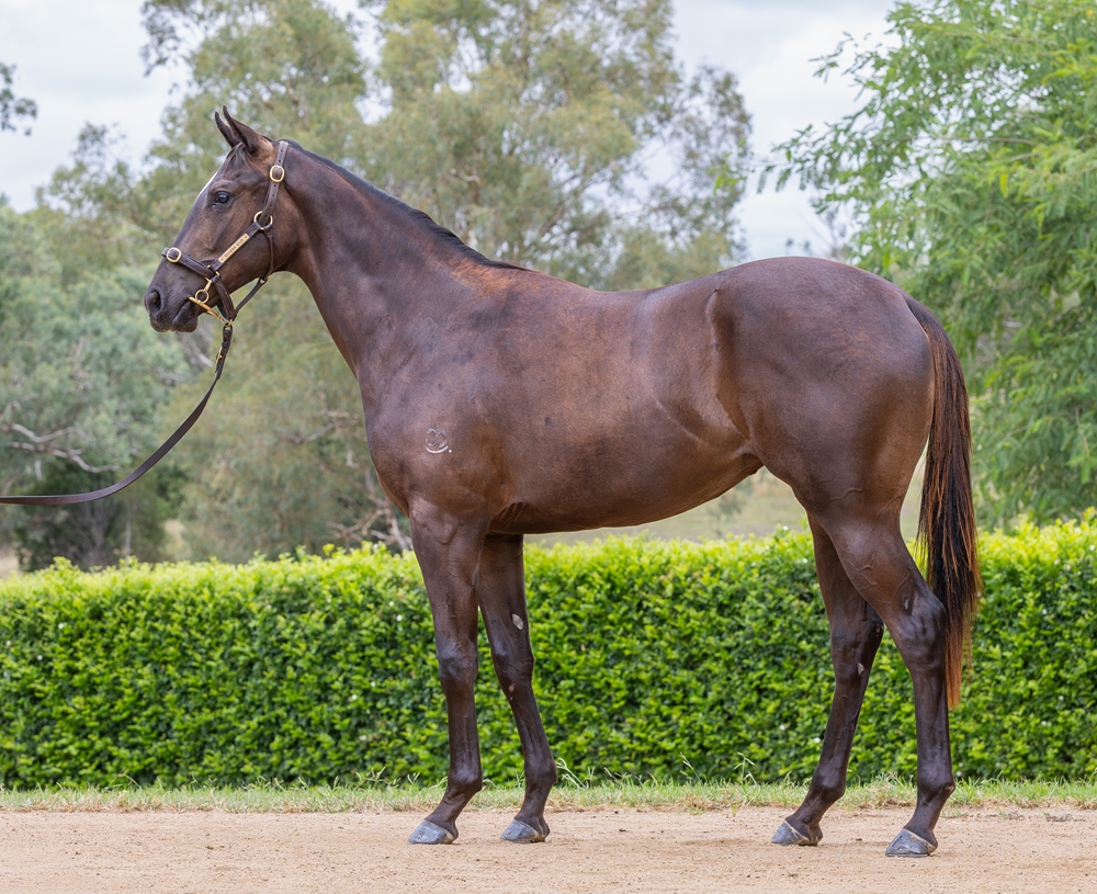 Better Than Ready (AUS) / Speed Lover (AUS) 2024 Filly - Image 1