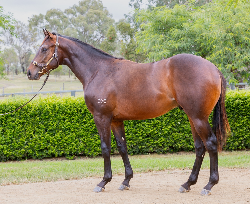 Encryption (AUS) / High Above (AUS) 2024 Colt - Image 1