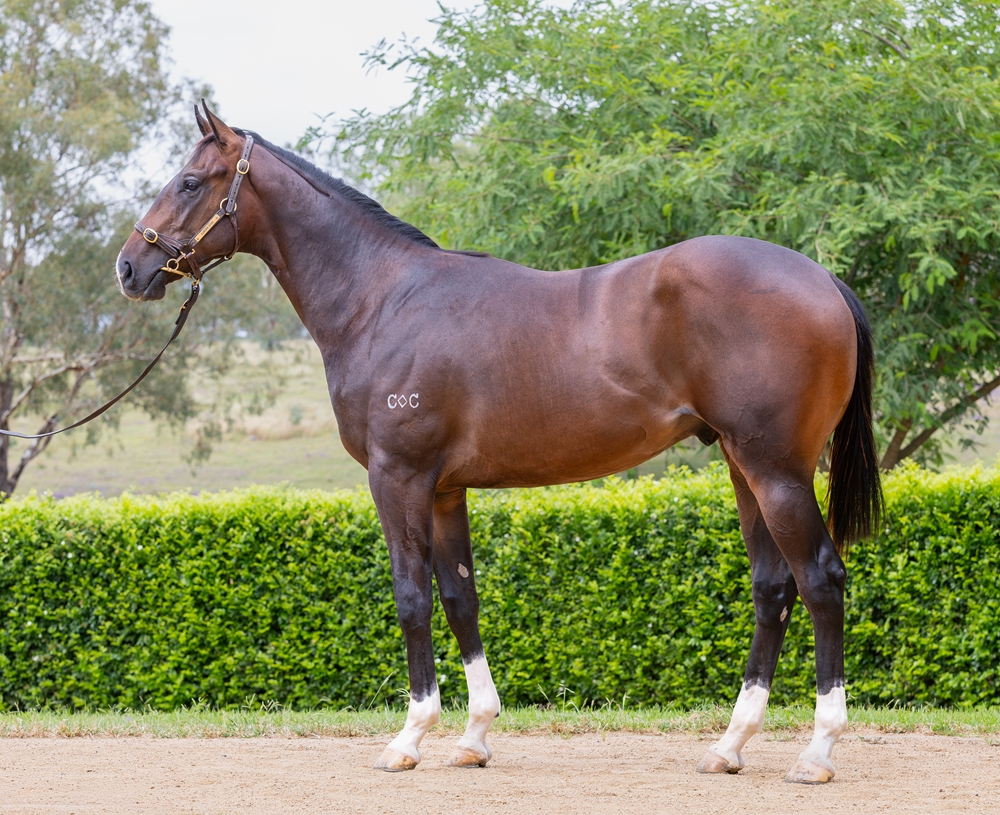 Spirit of Boom (AUS) / Spiriting (AUS) 2024 Colt - Image 1