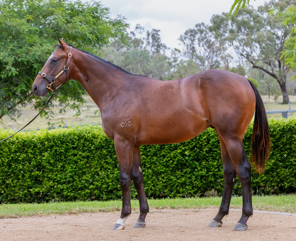 Zousain (AUS) / Indulgent (AUS) 2024 Colt - Image 1