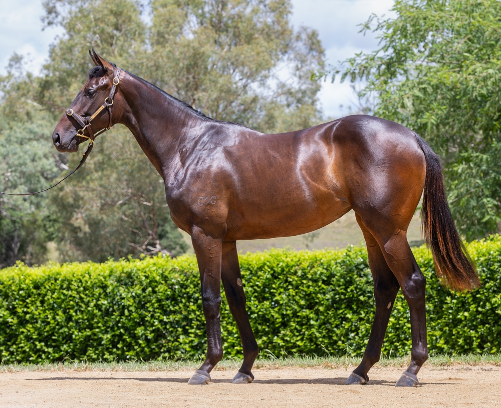 Zousain (AUS) / Justitia (AUS) 2024 Filly - Image 1