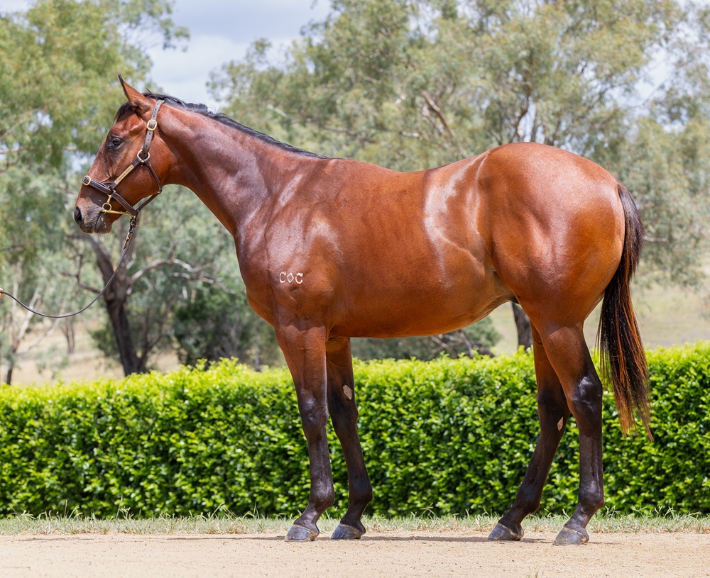 Encryption (AUS) / Just Destiny (AUS) 2024 Colt - Image 1