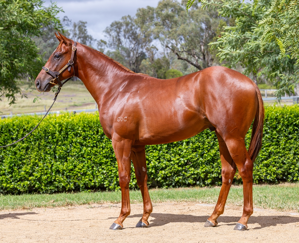 Toronado (IRE) / Desert Team (IRE) 2024 Colt - Image 1