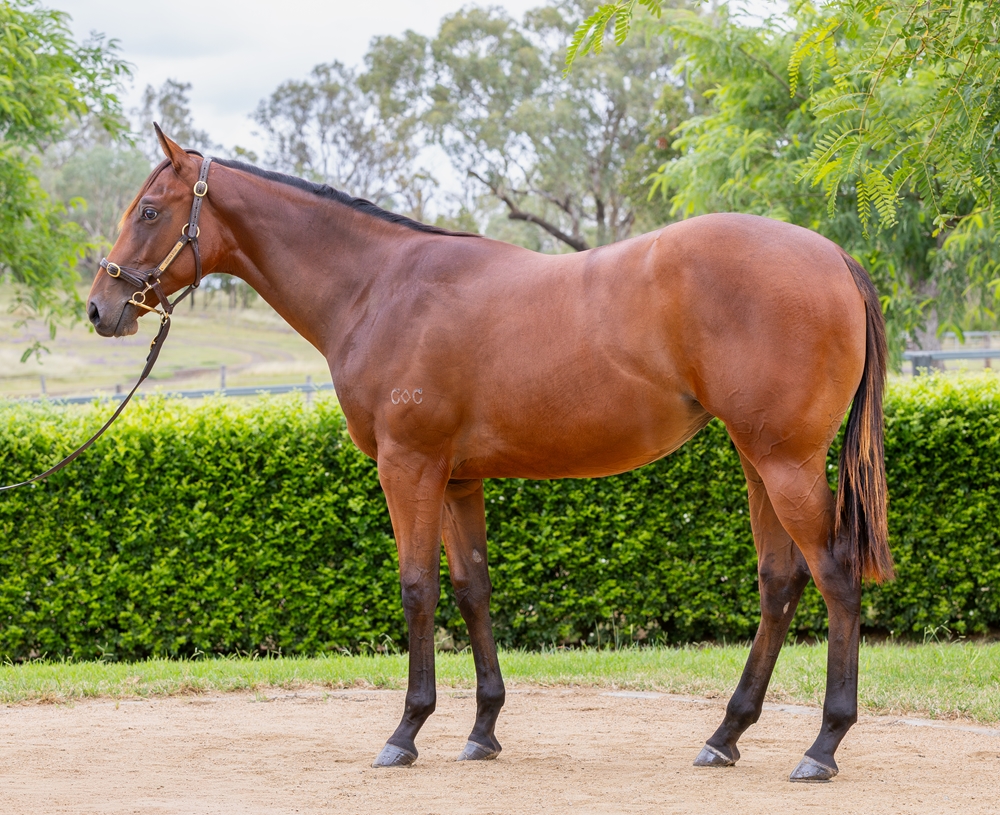 Spirit of Boom (AUS) / Claudia Jean (AUS) 2024 Filly - Image 1