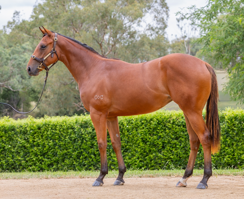 Jonker (AUS) / La Croft (AUS) 2024 Filly - Image 1