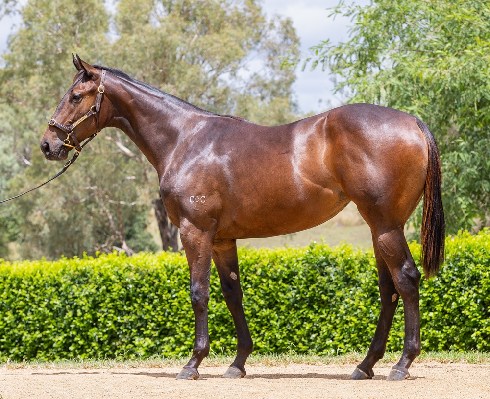 Encryption (AUS) / Sarisara (AUS) 2024 Filly - Image 1