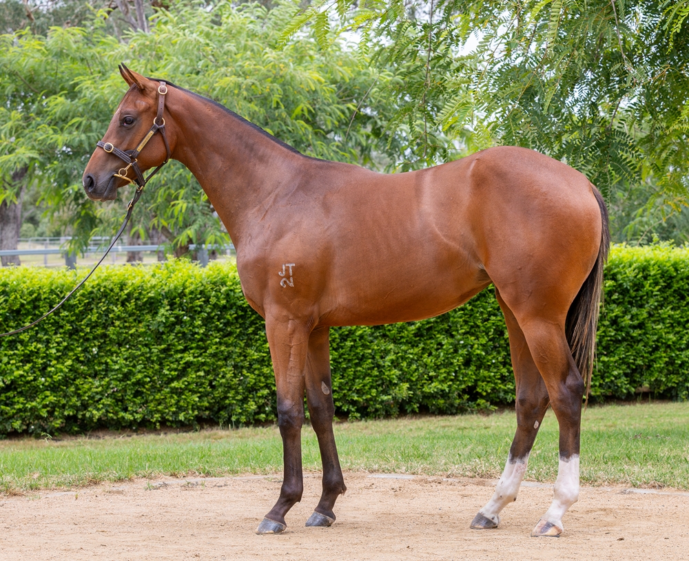 Zousain (AUS) / Kilkern Road (AUS) 2024 Filly - Image 1