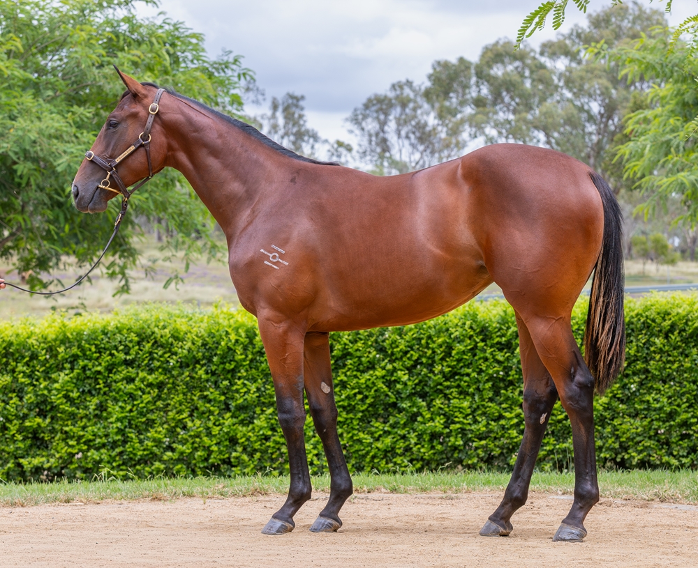 Stay Inside (AUS) / Taya (AUS) 2024 Filly - Image 1