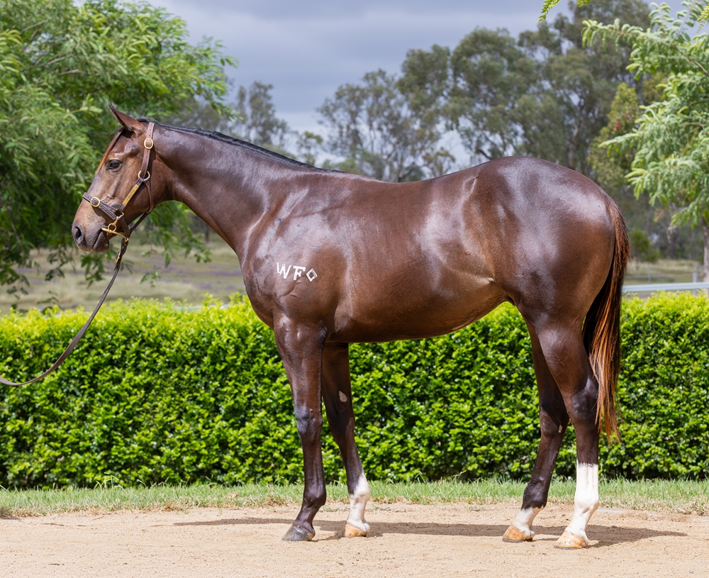 Better Than Ready (AUS) / Spirit's Choice (AUS) 2024 Colt - Image 1
