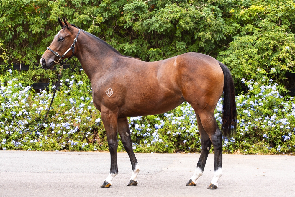 Acrobat (AUS) / Belavynshi (NZ) 2024 Filly - Image 1