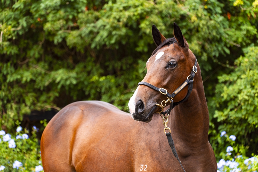 Acrobat (AUS) / Belavynshi (NZ) 2024 Filly - Image 2