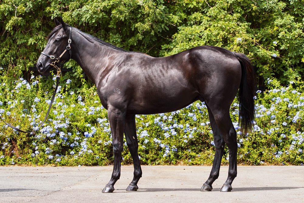 North Pacific (AUS) / Diamond Blush (AUS) 2024 Colt - Image 1