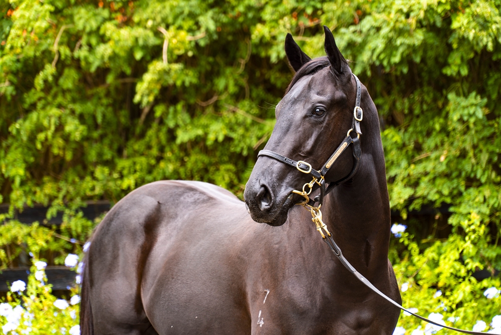 North Pacific (AUS) / Diamond Blush (AUS) 2024 Colt - Image 2