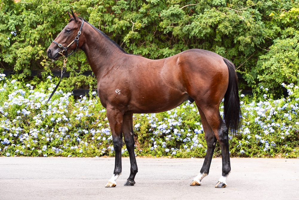 Yes Yes Yes (AUS) / Latifa (AUS) 2024 Colt - Image 1