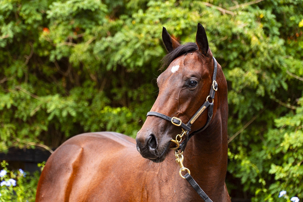 Yes Yes Yes (AUS) / Latifa (AUS) 2024 Colt - Image 2