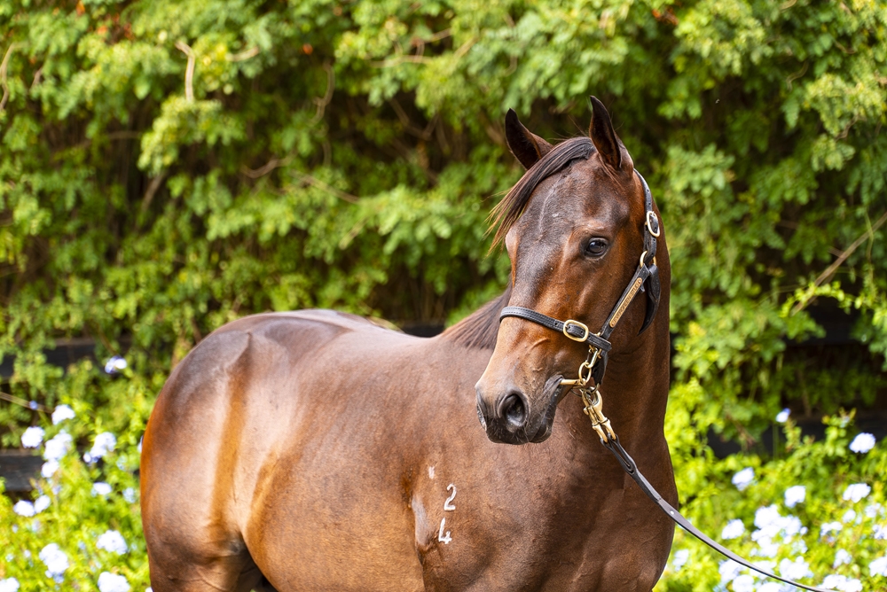 Artorius (AUS) / Meditate (AUS) 2024 Colt - Image 2