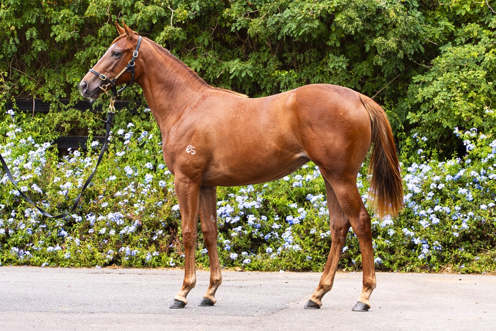 Capitalist (AUS) / Swing Dance (AUS) 2024 Filly - Image 1