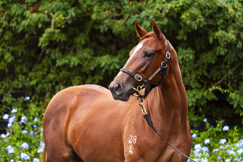 Capitalist (AUS) / Swing Dance (AUS) 2024 Filly - Image 2