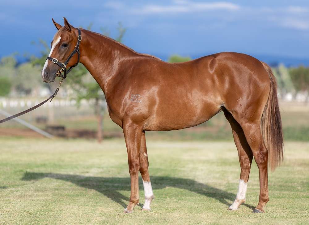 Stronger (AUS) / Miss Stratophonic (AUS) 2024 Filly - Image 1