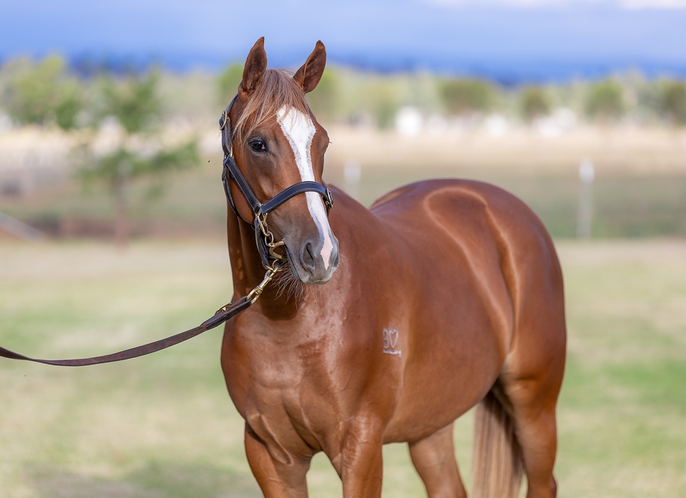 Stronger (AUS) / Miss Stratophonic (AUS) 2024 Filly - Image 2