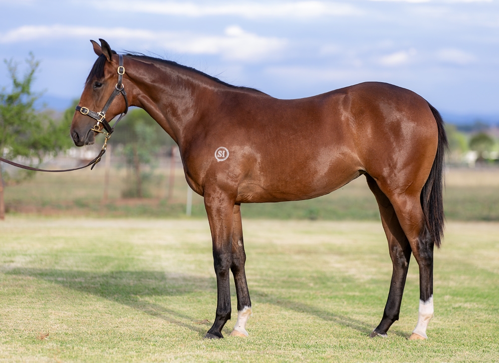 Spirit of Boom (AUS) / Thuwaany (AUS) 2024 Filly - Image 1