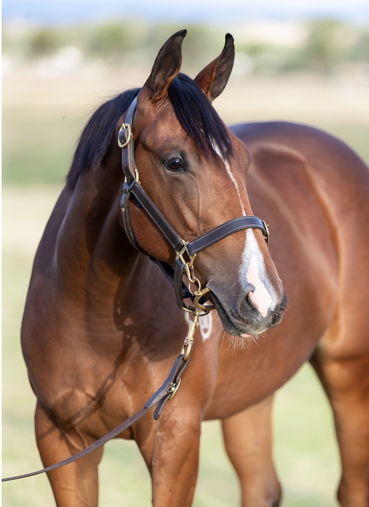 Spirit of Boom (AUS) / Thuwaany (AUS) 2024 Filly - Image 2