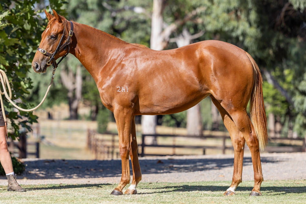 Paulele (AUS) / Annika (AUS) 2024 Filly - Image 1