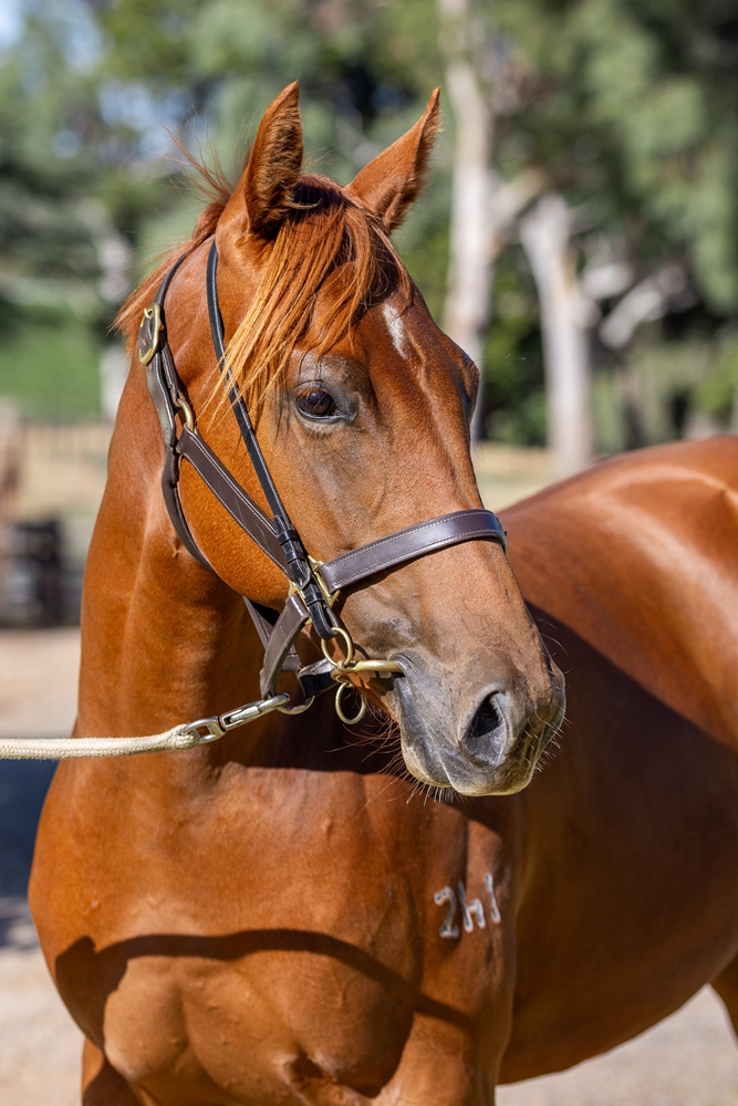 Paulele (AUS) / Annika (AUS) 2024 Filly - Image 2