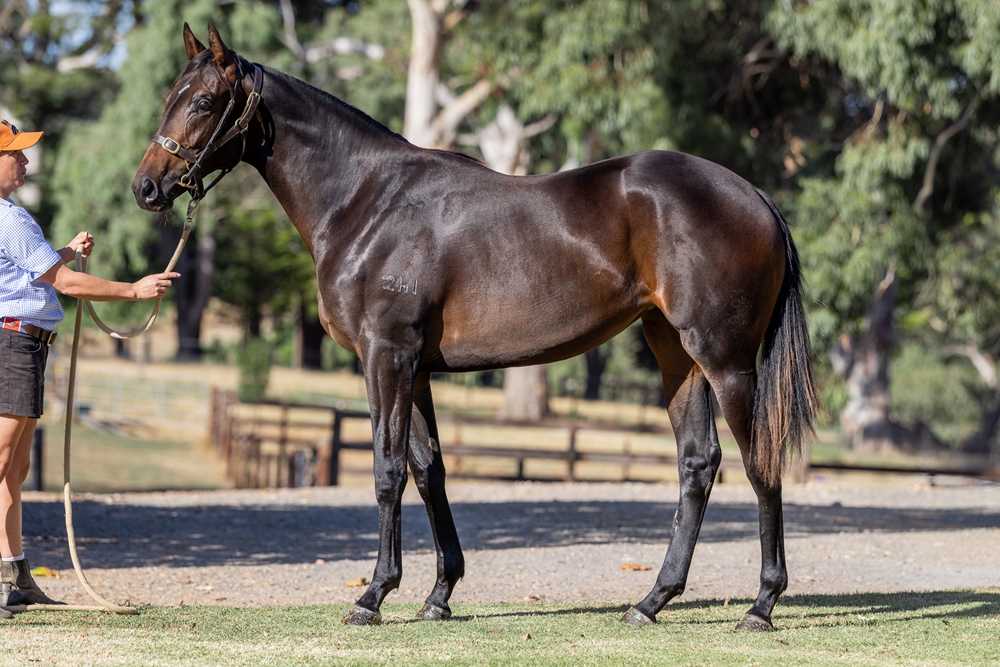 Kermadec (NZ) / Cruz By (NZ) 2024 Filly - Image 1