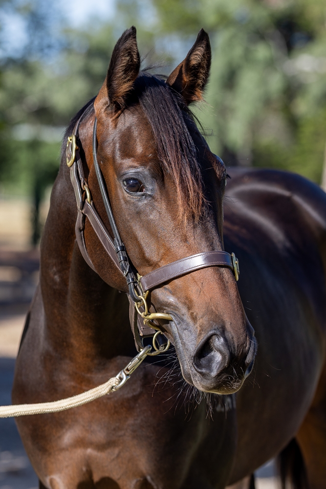 Kermadec (NZ) / Cruz By (NZ) 2024 Filly - Image 2