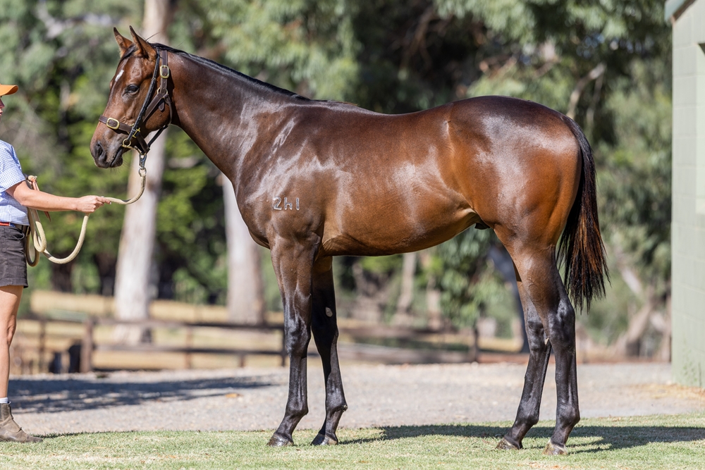 Alabama Express (AUS) / Kore (AUS) 2024 Colt - Image 1