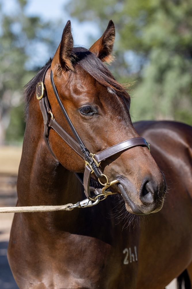 Alabama Express (AUS) / Kore (AUS) 2024 Colt - Image 2