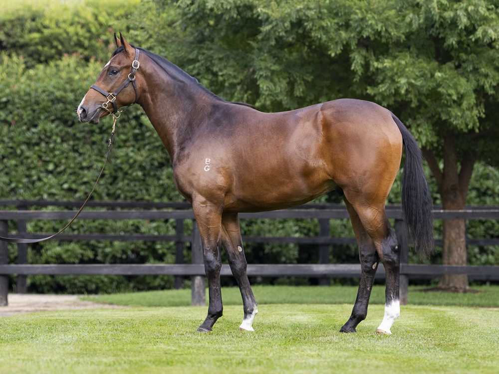 Pride of Dubai (AUS) / Code Blue (NZ) 2024 Colt - Image 1