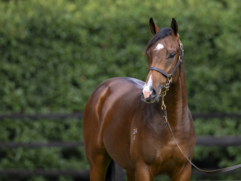 Pride of Dubai (AUS) / Code Blue (NZ) 2024 Colt - Image 2