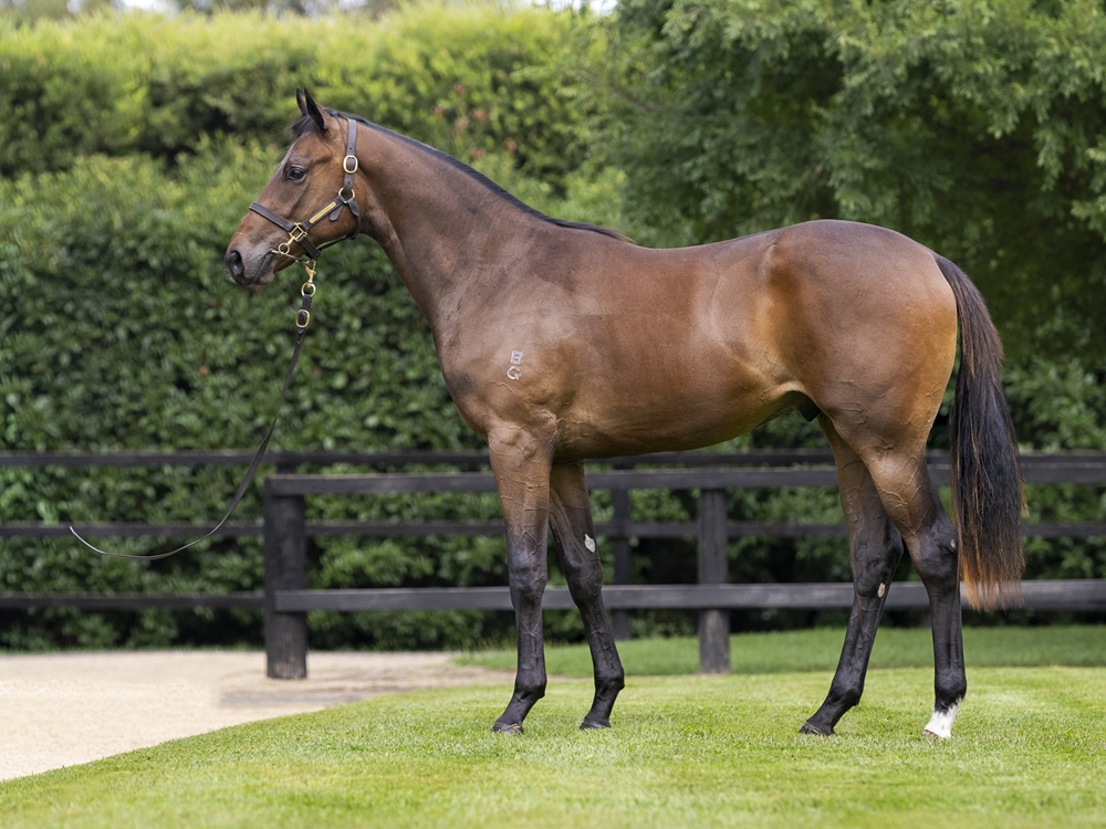 Russian Revolution (AUS) / Don'ttelltheboss (AUS) 2024 Colt - Image 1