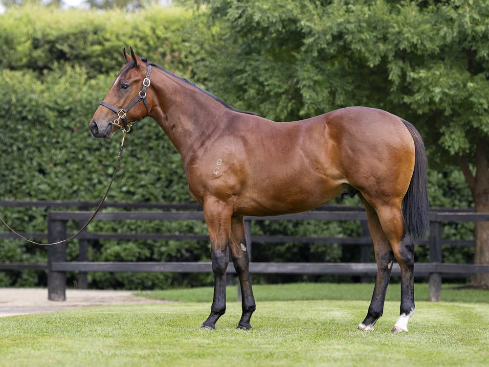 Sejardan (AUS) / Lady d'Oro (AUS) 2024 Colt - Image 1