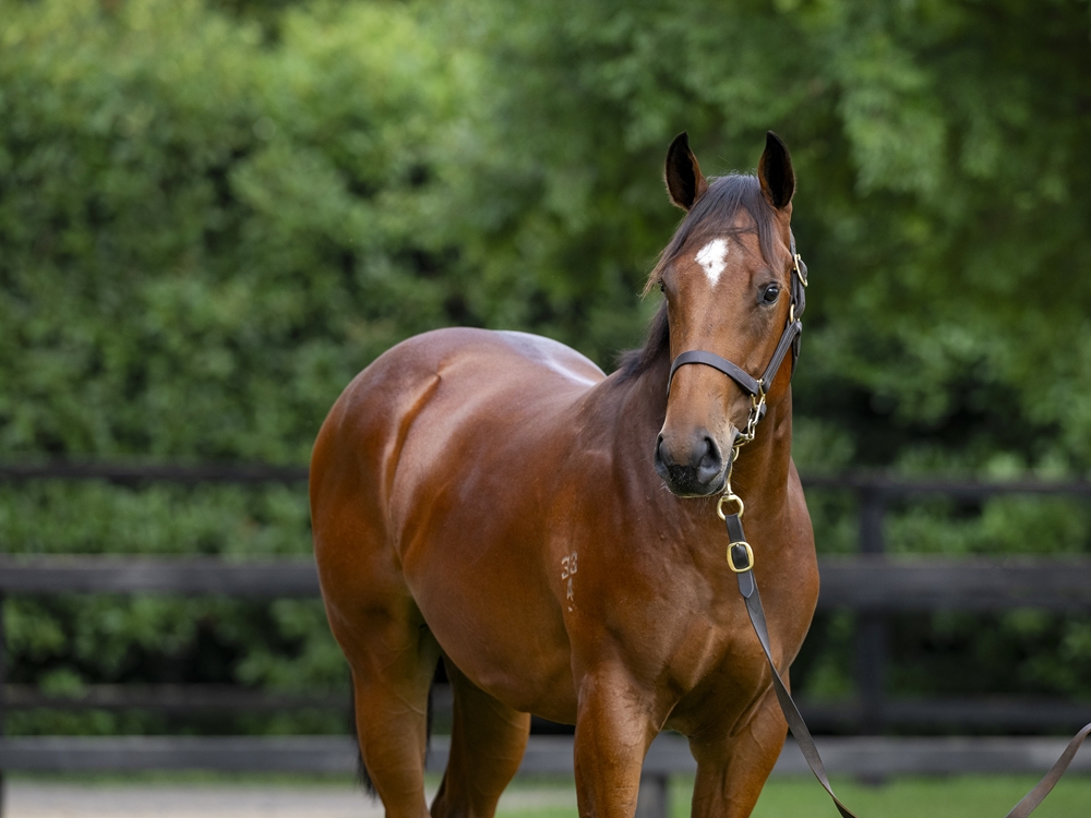 Sejardan (AUS) / Lady d'Oro (AUS) 2024 Colt - Image 2