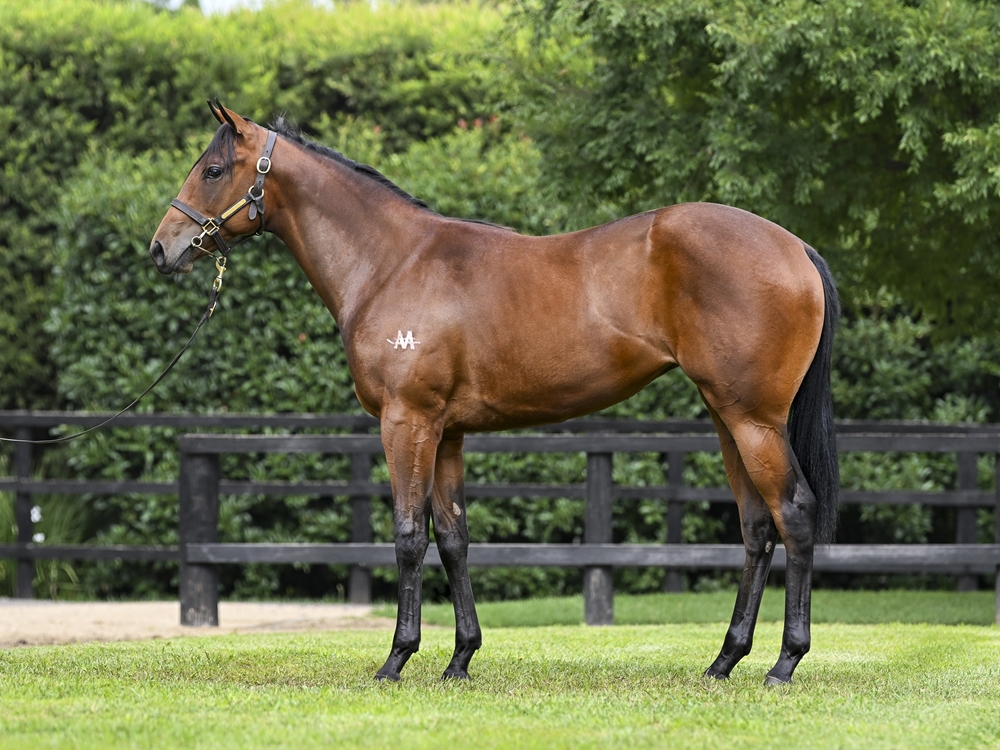 Flying Artie (AUS) / Lazuli (AUS) 2024 Filly - Image 1