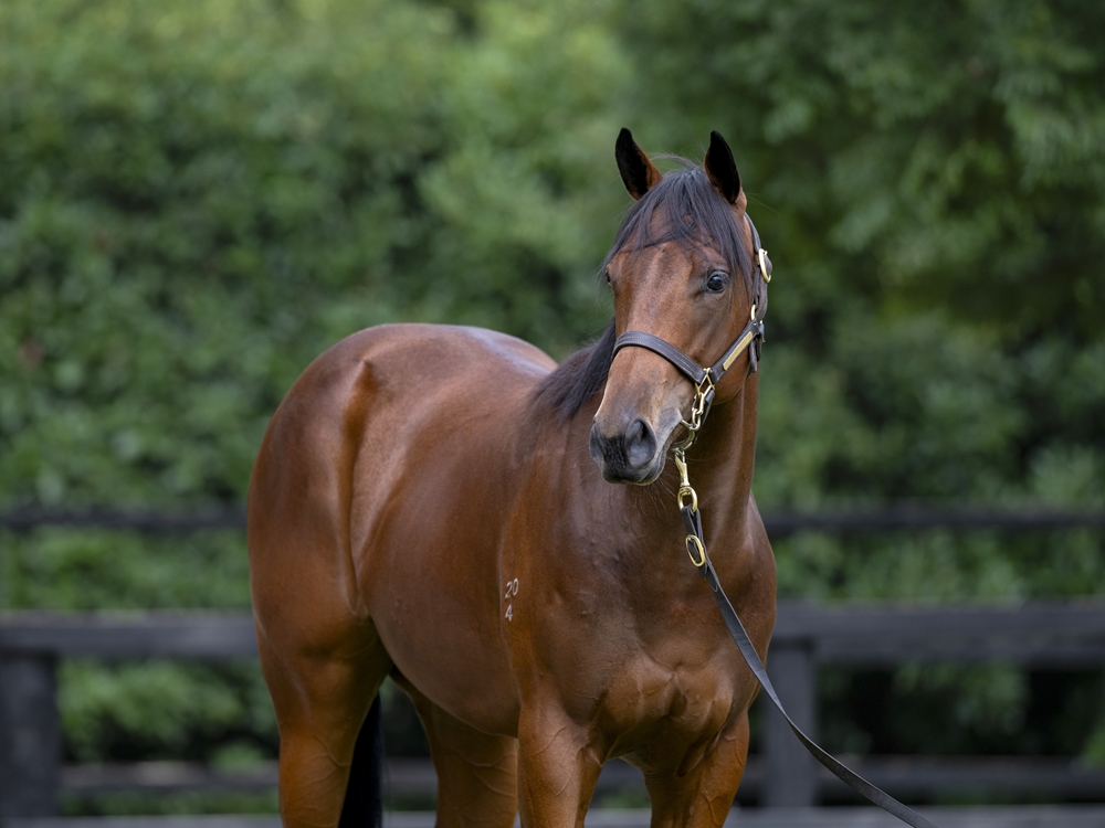 Flying Artie (AUS) / Lazuli (AUS) 2024 Filly - Image 2