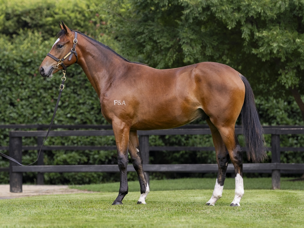 Better Than Ready (AUS) / Showada (AUS) 2024 Colt - Image 1