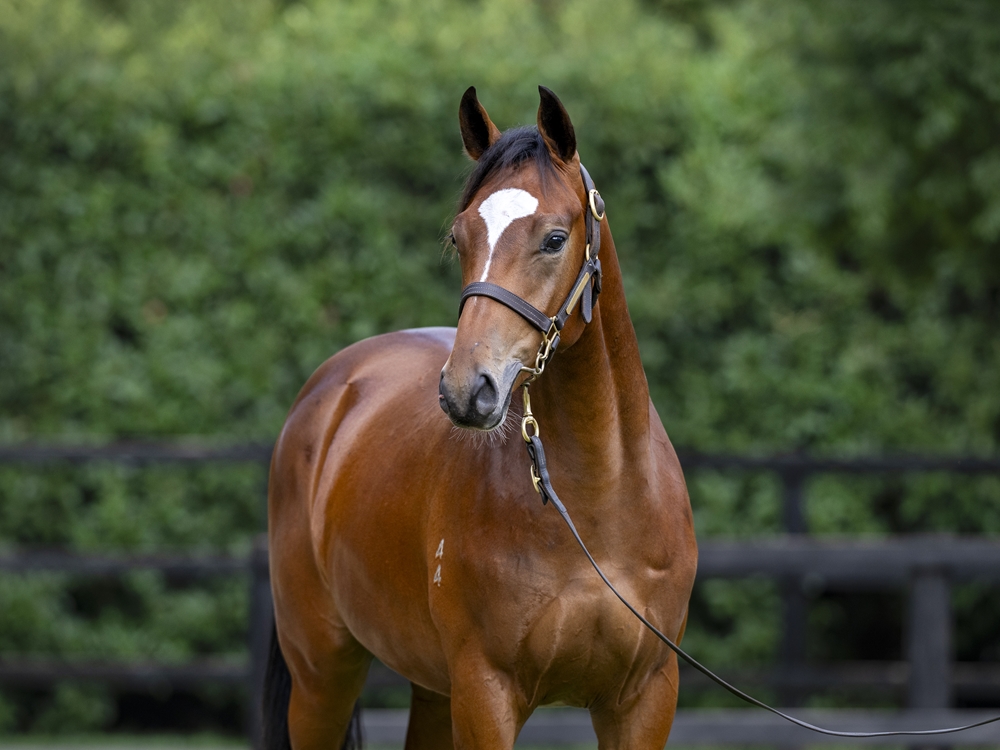 Better Than Ready (AUS) / Showada (AUS) 2024 Colt - Image 2